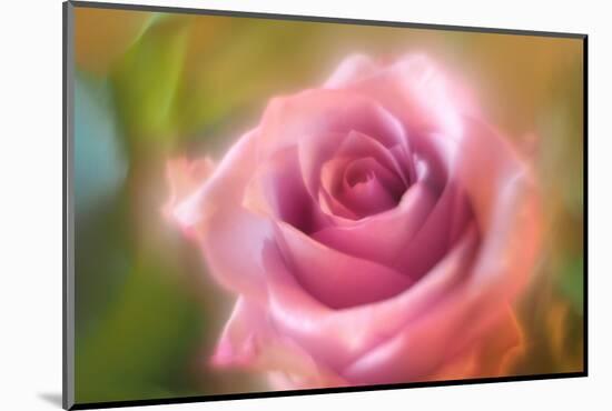 Dreamy rose-Heidi Westum-Mounted Photographic Print