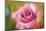 Dreamy rose-Heidi Westum-Mounted Photographic Print