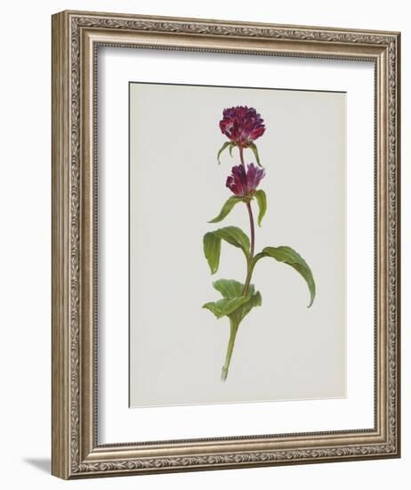 Dreary Purple Gentian-Moritz Michael Daffinger-Framed Art Print