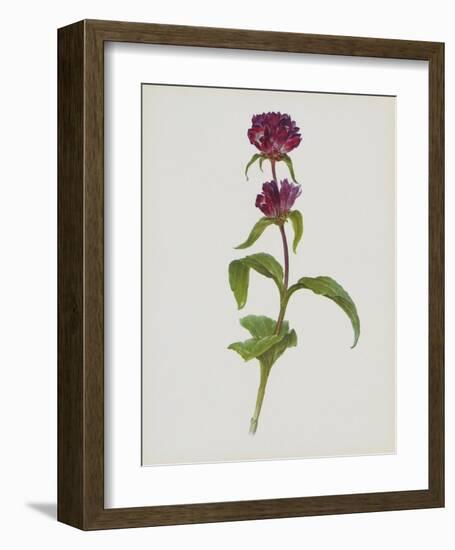 Dreary Purple Gentian-Moritz Michael Daffinger-Framed Art Print