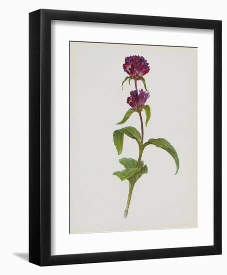 Dreary Purple Gentian-Moritz Michael Daffinger-Framed Art Print