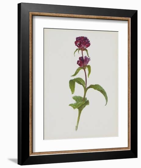 Dreary Purple Gentian-Moritz Michael Daffinger-Framed Art Print