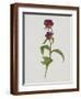 Dreary Purple Gentian-Moritz Michael Daffinger-Framed Art Print