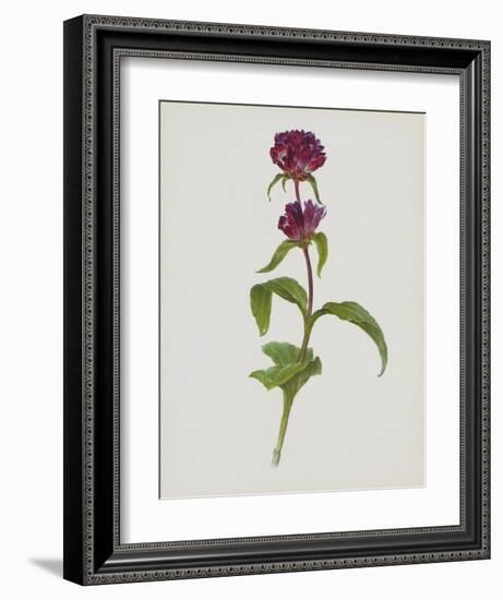 Dreary Purple Gentian-Moritz Michael Daffinger-Framed Art Print