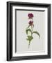 Dreary Purple Gentian-Moritz Michael Daffinger-Framed Art Print