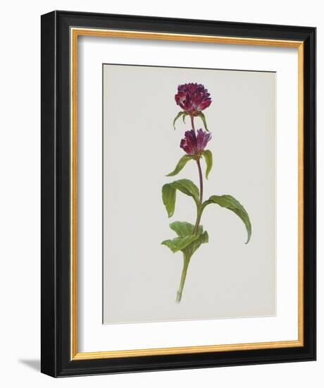 Dreary Purple Gentian-Moritz Michael Daffinger-Framed Art Print