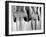 Dress Hemlines Displayed to Show Shorter Hem an Effort to Conserve Fabric During WWII-Nina Leen-Framed Photographic Print