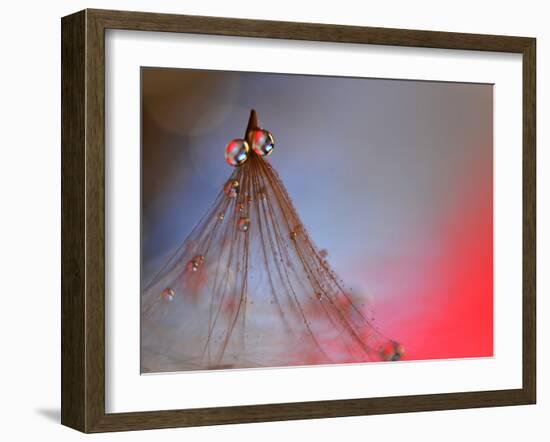 Dress Me In Some Red-Heidi Westum-Framed Photographic Print