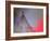 Dress Me In Some Red-Heidi Westum-Framed Photographic Print