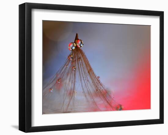 Dress Me In Some Red-Heidi Westum-Framed Photographic Print