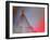 Dress Me In Some Red-Heidi Westum-Framed Photographic Print