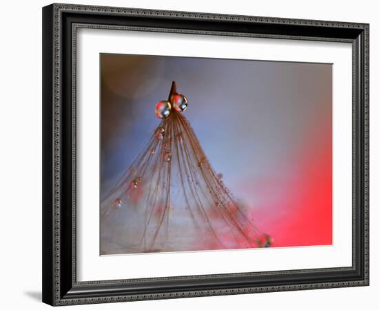 Dress Me In Some Red-Heidi Westum-Framed Photographic Print