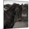 Dressage - The Collection-Pete Kelly-Mounted Giclee Print