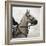 Dressage - The Counter-Pete Kelly-Framed Giclee Print