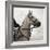 Dressage - The Counter-Pete Kelly-Framed Giclee Print