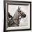 Dressage - The Counter-Pete Kelly-Framed Giclee Print