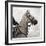 Dressage - The Counter-Pete Kelly-Framed Giclee Print