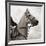 Dressage - The Counter-Pete Kelly-Framed Giclee Print