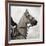 Dressage - The Counter-Pete Kelly-Framed Giclee Print