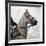 Dressage - The Counter-Pete Kelly-Framed Giclee Print