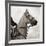 Dressage - The Counter-Pete Kelly-Framed Giclee Print