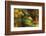 Dressed in Autumn-Jimbi-Framed Photographic Print