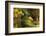 Dressed in Autumn-Jimbi-Framed Photographic Print