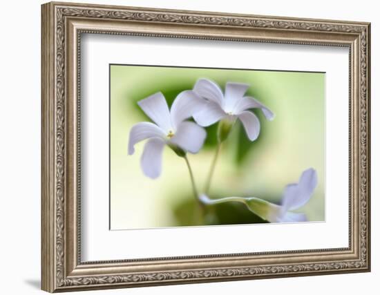 Dressed In White-Heidi Westum-Framed Photographic Print