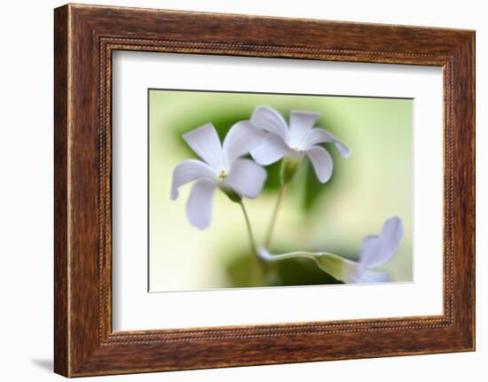 Dressed In White-Heidi Westum-Framed Photographic Print