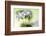 Dressed In White-Heidi Westum-Framed Photographic Print