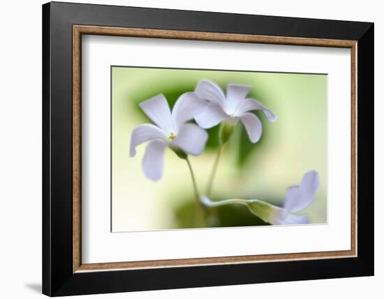 Dressed In White-Heidi Westum-Framed Photographic Print