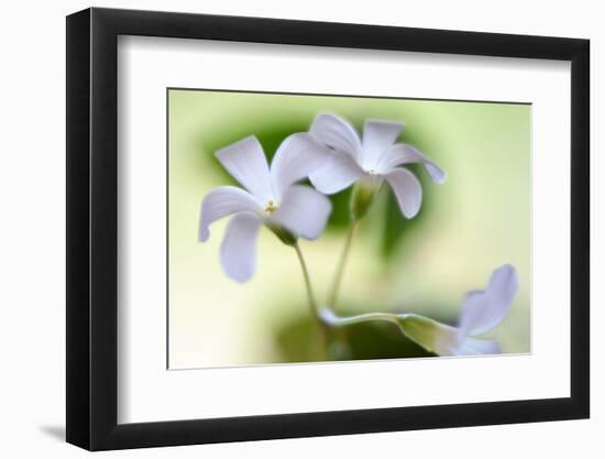 Dressed In White-Heidi Westum-Framed Photographic Print