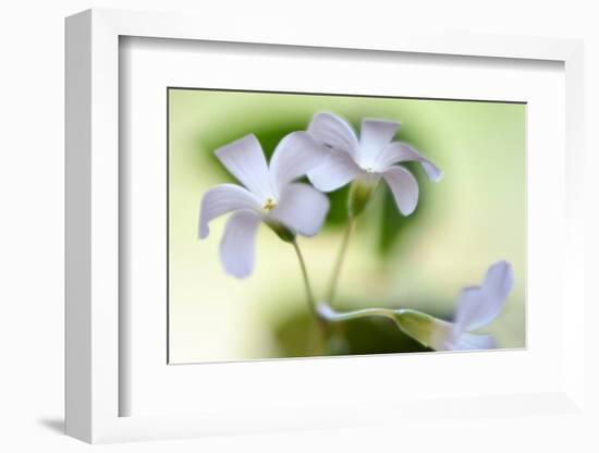 Dressed In White-Heidi Westum-Framed Photographic Print