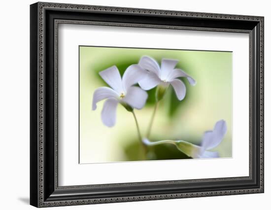 Dressed In White-Heidi Westum-Framed Photographic Print