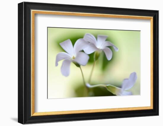 Dressed In White-Heidi Westum-Framed Photographic Print