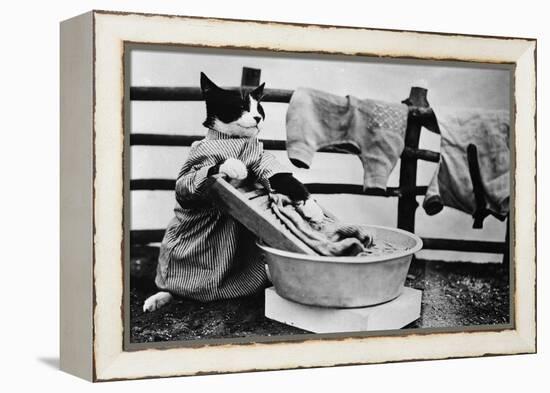 Dressed Up Cat Washing Clothes in Wash Tub-null-Framed Premier Image Canvas