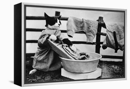 Dressed Up Cat Washing Clothes in Wash Tub-null-Framed Premier Image Canvas