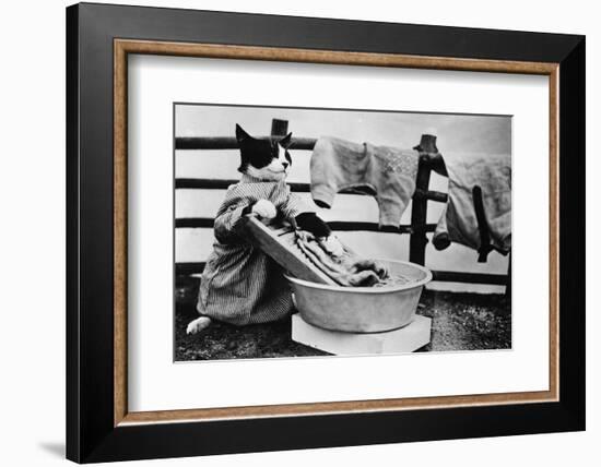 Dressed Up Cat Washing Clothes in Wash Tub-null-Framed Photographic Print