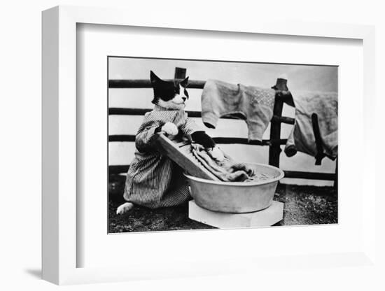 Dressed Up Cat Washing Clothes in Wash Tub-null-Framed Photographic Print