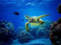Green Sea Turtle in Hawaii-drewsulockcreations-Framed Premier Image Canvas
