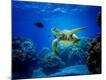 Premium Photographic Print