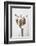 Dried_003-1x Studio III-Framed Photographic Print