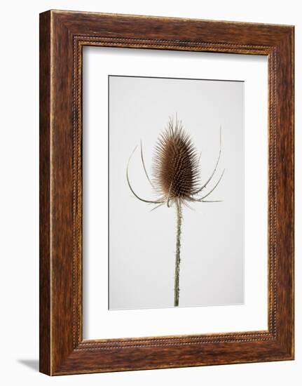 Dried_004-1x Studio III-Framed Photographic Print