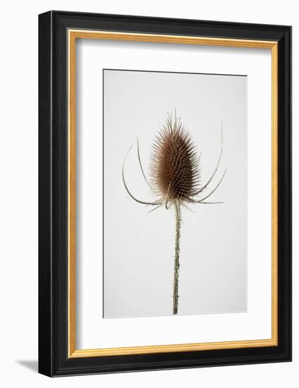 Dried_004-1x Studio III-Framed Photographic Print