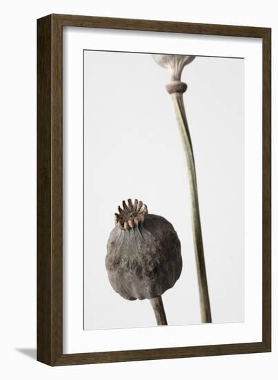 Dried_005-Pictufy Studio III-Framed Giclee Print