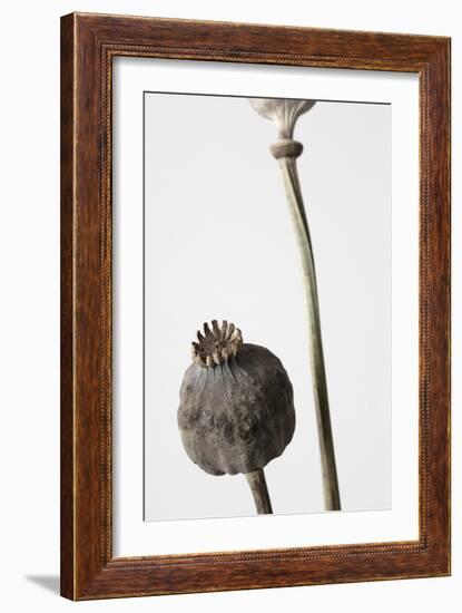 Dried_005-Pictufy Studio III-Framed Giclee Print