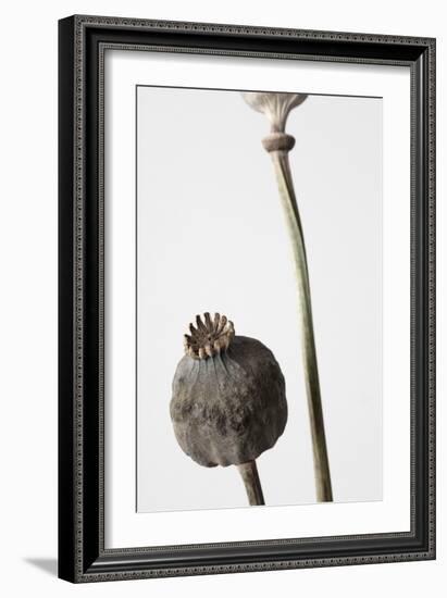 Dried_005-Pictufy Studio III-Framed Giclee Print