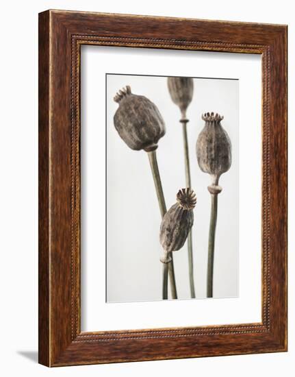 Dried_006-1x Studio III-Framed Photographic Print