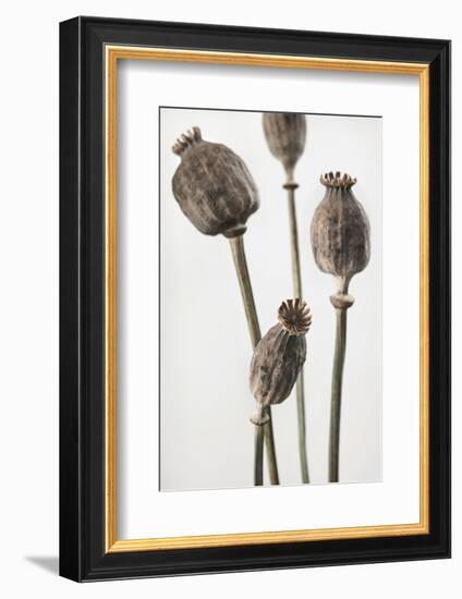 Dried_006-1x Studio III-Framed Photographic Print