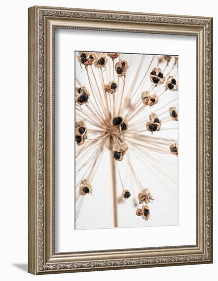 Dried_007-1x Studio III-Framed Photographic Print